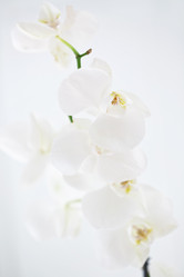 Similar image 1654542