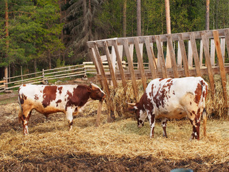 Similar image 1654785