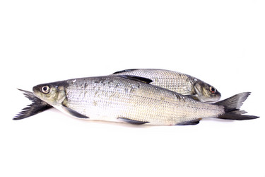 Similar image 1655461