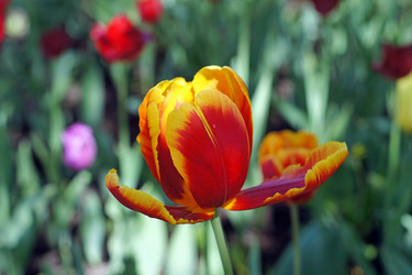 Similar image 1656212