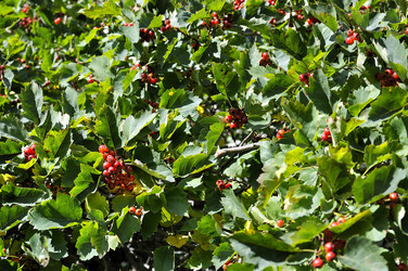 Similar image 1656368