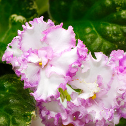 Similar image 1656590