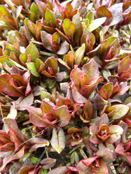 Similar image 1656861