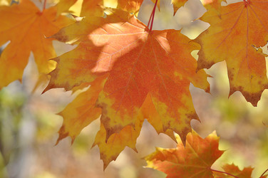 Similar image 1657087