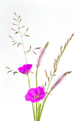 Similar image 1657311