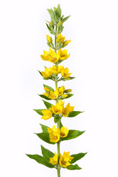 Similar image 1657319