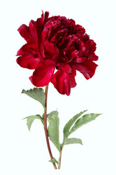 Similar image 1657320