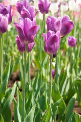 Similar image 1657527