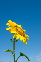 Similar image 1657556