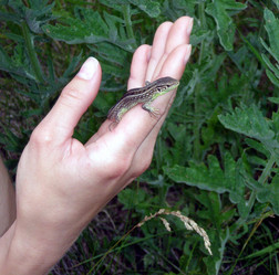 Similar image 1658003