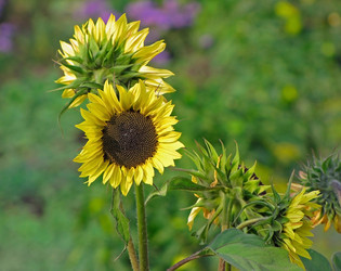 Similar image 1658145