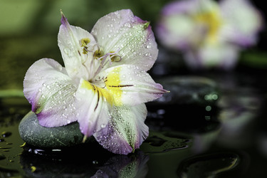 Similar image 1658255