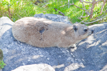 Similar image 1658392