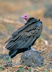 Similar image 1661054