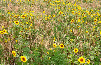 Similar image 1662324