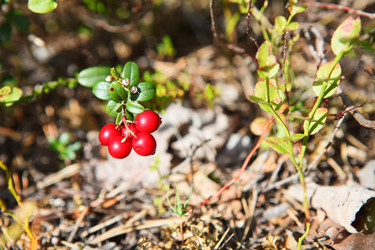 Similar image 1662856