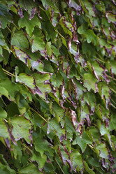 Similar image 1663589