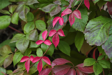 Similar image 1663590