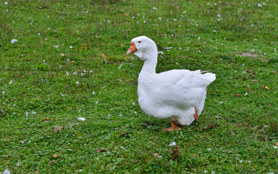 Similar image 1664228