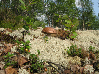 Similar image 1664320