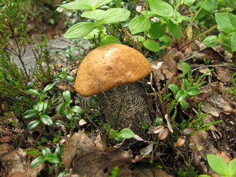 Similar image 1664321