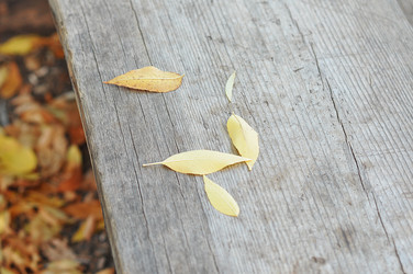 Similar image 1664467