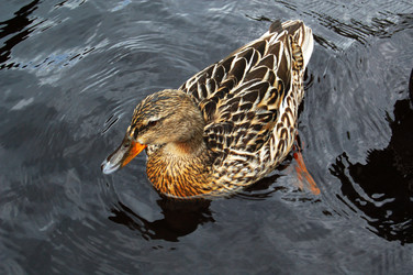 Similar image 1666973