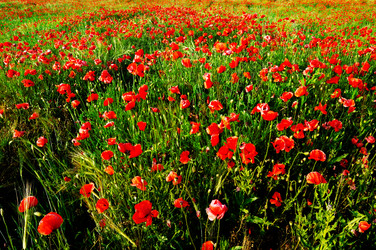 Similar image 1667028