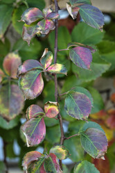 Similar image 1667066