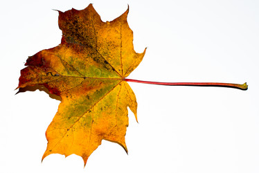 Similar image 1667099