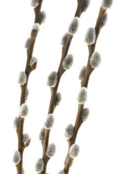 Similar image 1673731