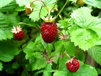 Similar image 1677621