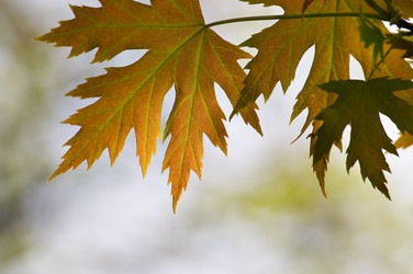 Similar image 1683314