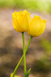 Similar image 1683384