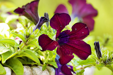 Similar image 1683385