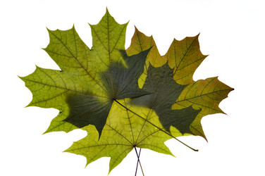 Similar image 1683425