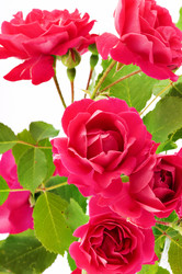 Similar image 1683433