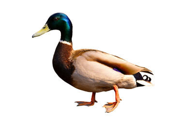 Similar image 1683432