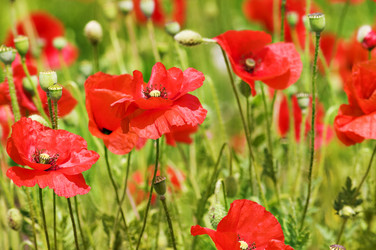 Similar image 1683455