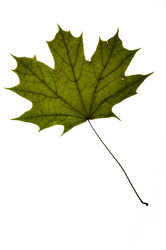 Similar image 1683494