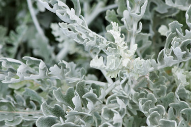 Similar image 1683503