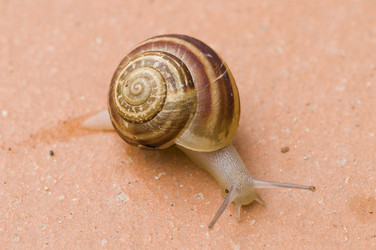 Similar image 1683516