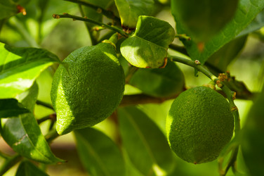 Similar image 1683547