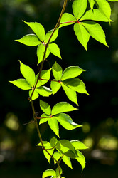 Similar image 1683556