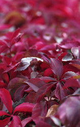 Similar image 1683764