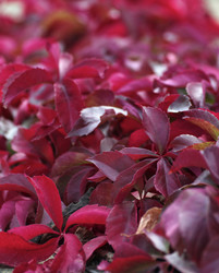 Similar image 1683765