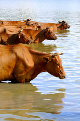 Similar image 1683875