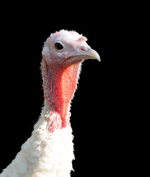 Similar image 1686503