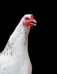 Similar image 1686529