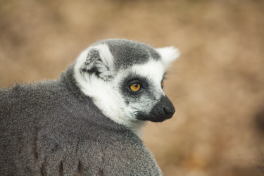 Similar image 1691271